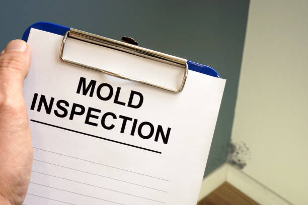 Why You Should Choose Our Mold Remediation Services in Floral City, FL